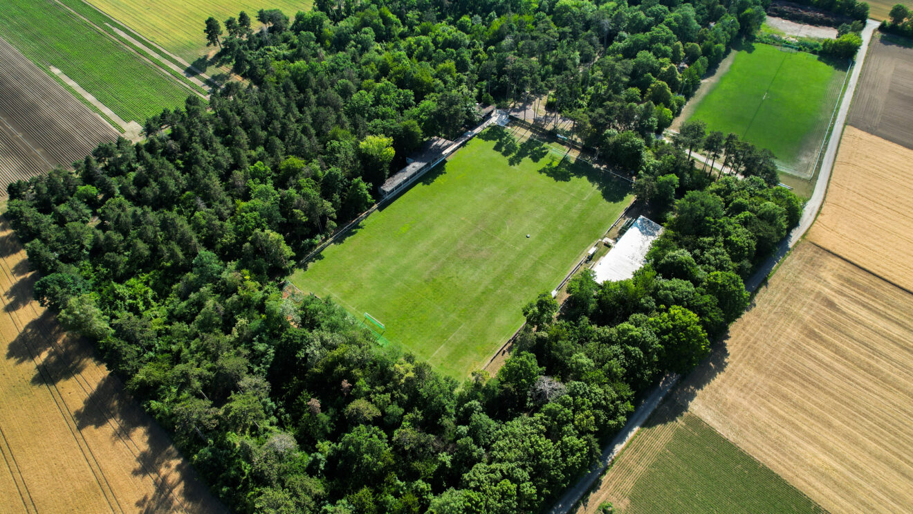 Der Wald als Tribüne